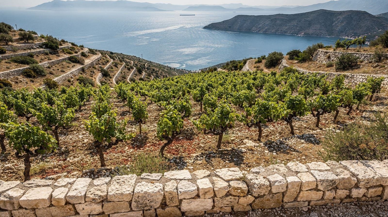 Kroatischer Weinleitfaden — Von Plavac Mali auf Pelješac bis Malvazija in Istrien – der vollständige Leitfad