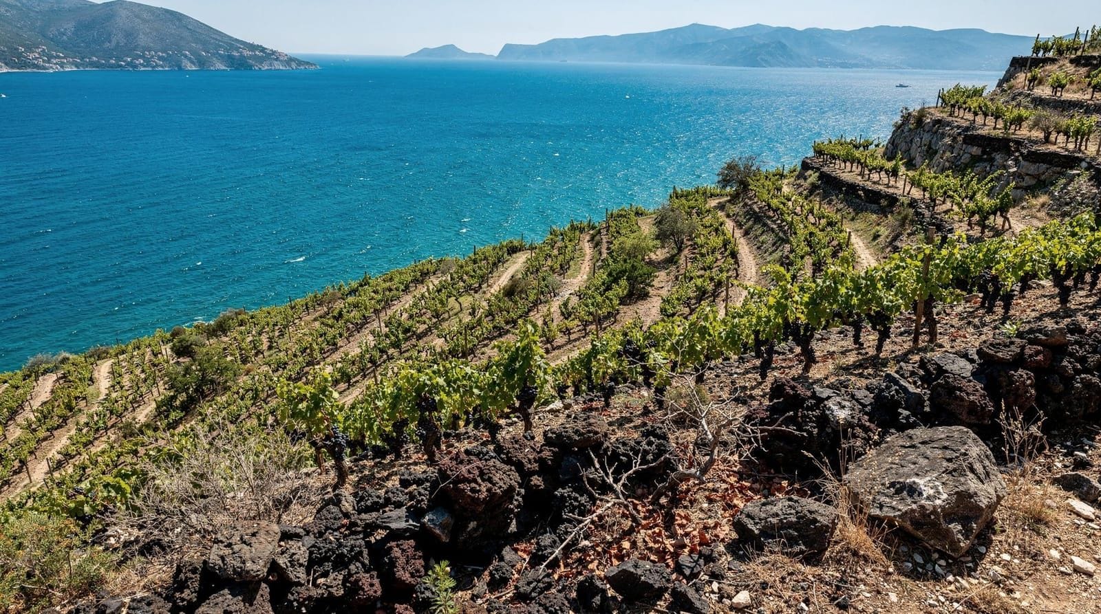 Dingač und Postup: Kroatiens beste Rotweine, erklärt — Dingač und Postup: Kroatiens geschützte Pelješac-Appellationen aus Plavac Mali. 