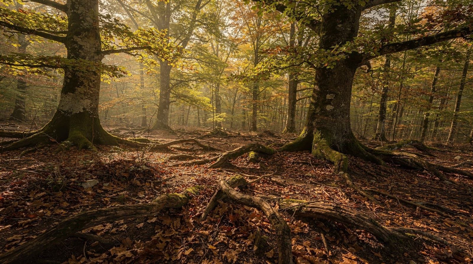 Istrian truffles: everything you need to know about Croatia's finest fungi