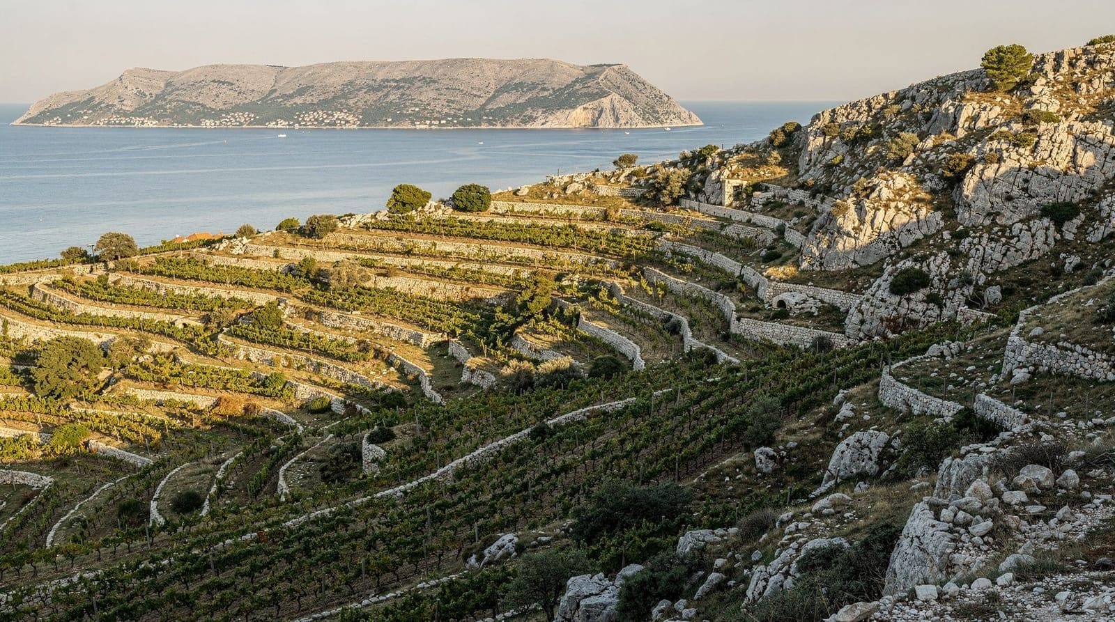 Korčula Weinführer — Pošip, Grk und der Weinbau der Insel — Korčulas einheimische Weißweine Pošip und Grk gehören zu Kroatiens feinsten. Erz