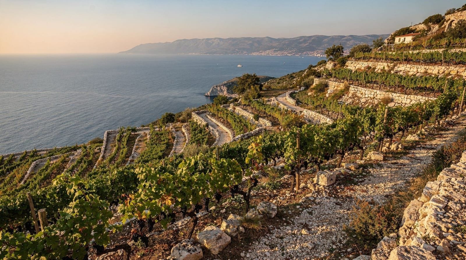 Plavac Mali und der Pelješac-Weinführer — Plavac Mali auf Pelješac — Kroatiens berühmtester Rotwein. Dingač, Postup, Top-P